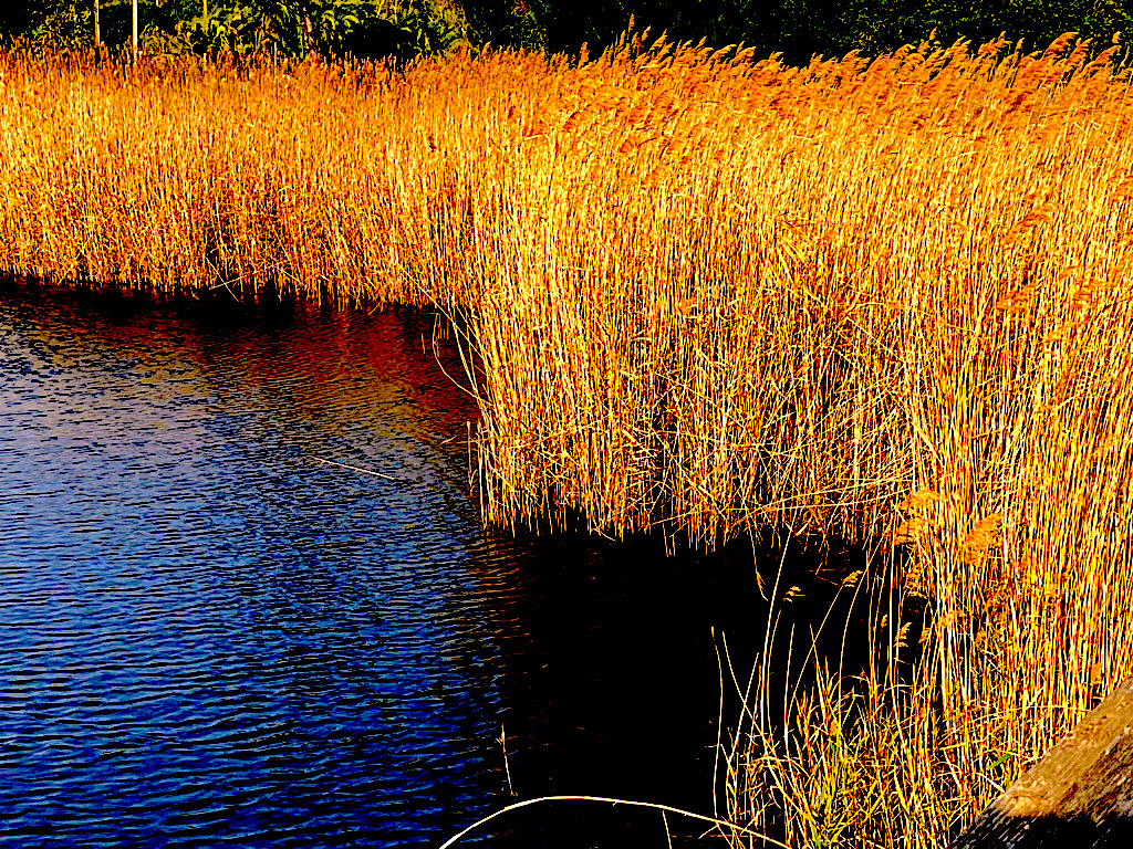 Canneto a Fuile ‘e mare  - Reed bed at Fuile ‘e mare – Schilf in Fuile ‘e mare