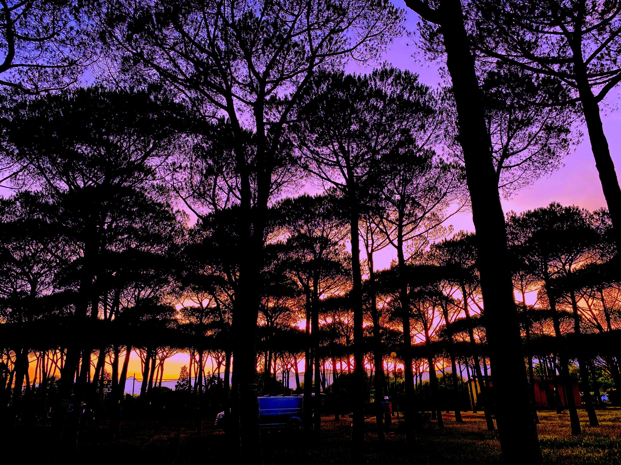 Pineta al tramonto - - Pine forest at sunset - Kiefernwald bei Sonnenuntergang